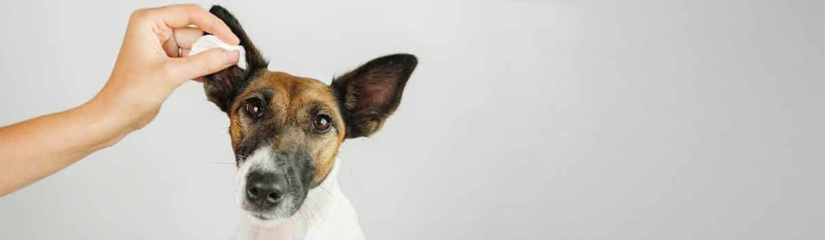 Read more about the article Kutya Fülfertőzések: Fontos a kutyám fülének tiszítása?